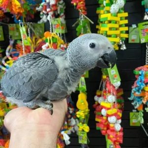 mia-african-grey