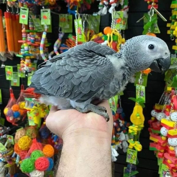 Mia – African Grey - Image 2
