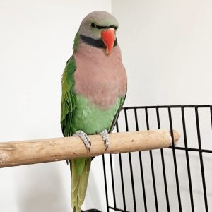 merlot-moustache-parakeets