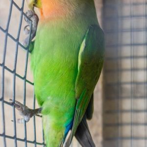 tania-peach-face-lovebird