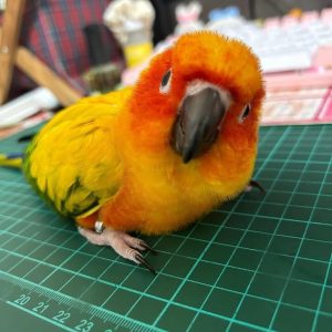 pady-sun-conure