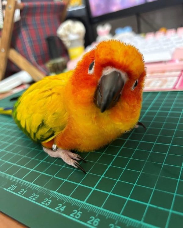 Pady – Sun Conure