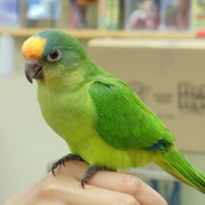 nancy-peach-fronted-conure