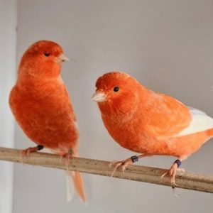 jordy-red-factor-canary