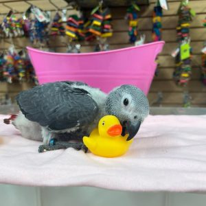 rosie-baby-african-grey