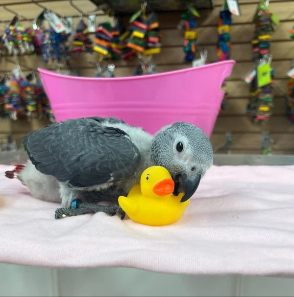 Rosie – Baby African Grey
