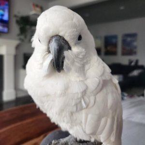 anny-umbrella-cockatoo