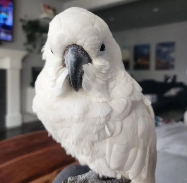 Anny – Umbrella cockatoo