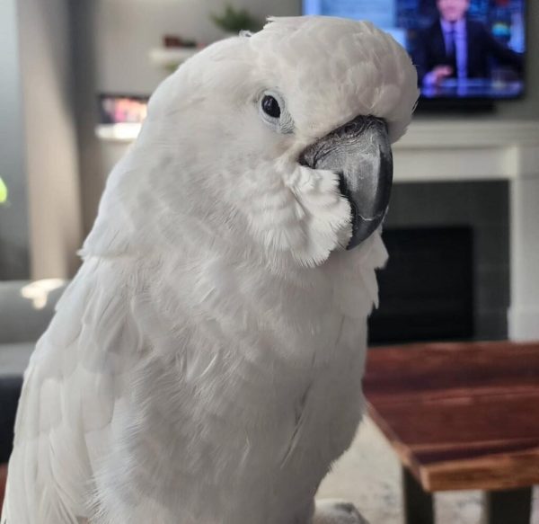 Anny – Umbrella cockatoo - Image 2