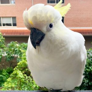 rocky-sulphur-crested-cockatoo