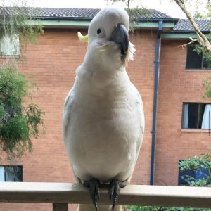 rocky-sulphur-crested-cockatoo-for-sale