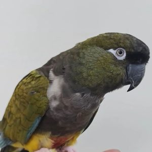 jordy-patagonian-conure