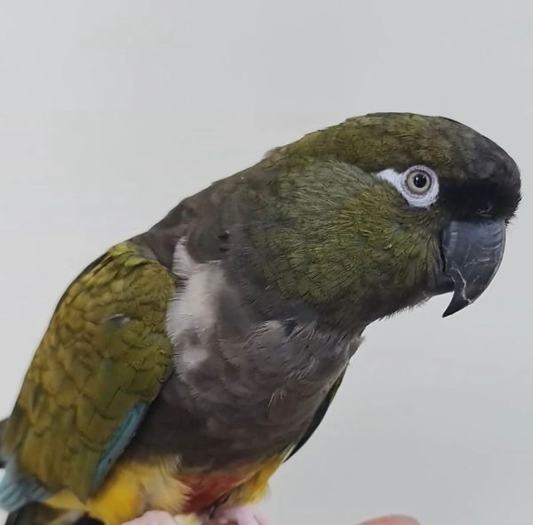 Jordy – PATAGONIAN CONURE