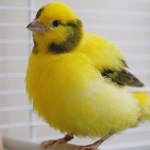 fife-fancy-canary