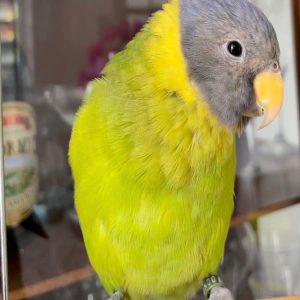 banti-plum-headed-parakeet-for-sale