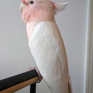 major-mitchell-cockatoo-for-sale