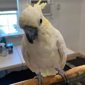 layla-yellow-crested-cockatoo