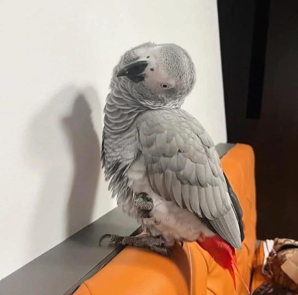 Ryker – African Grey - Image 2