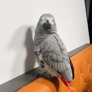 ryker-african-grey