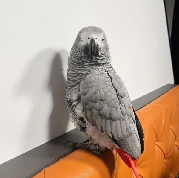 Ryker – African Grey