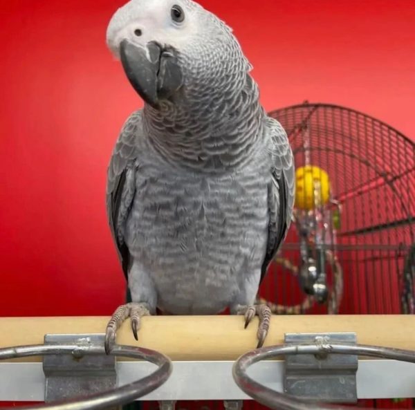 MAX – African grey Congo - Image 2