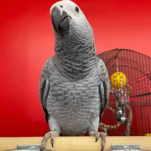 max-african-grey-congo
