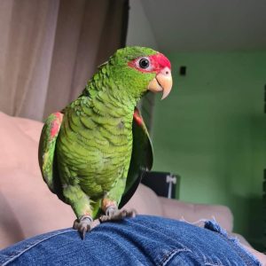gracie-red-spectacled-amazon