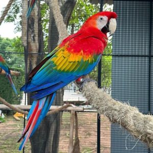 parker-scarlet-macaw