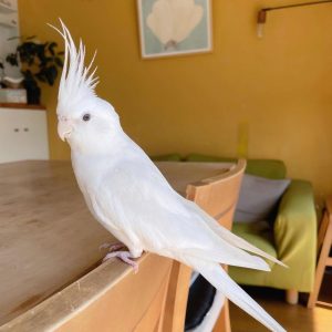 darla-cockatiel-cockatoo