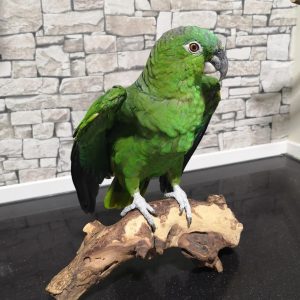 randy-southern-mealy-amazon