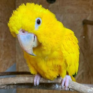 tuffy-golden-parakeet