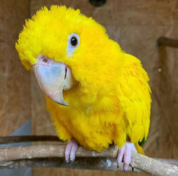 Tuffy – Golden parakeet