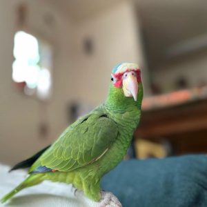 ross-white-fronted-amazon