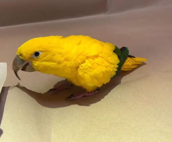 Tuffy – Golden parakeet - Image 2