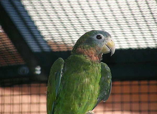 Marshall – Yellow billed amazon - Image 2