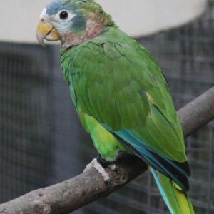 marshall-yellow-billed-amazon