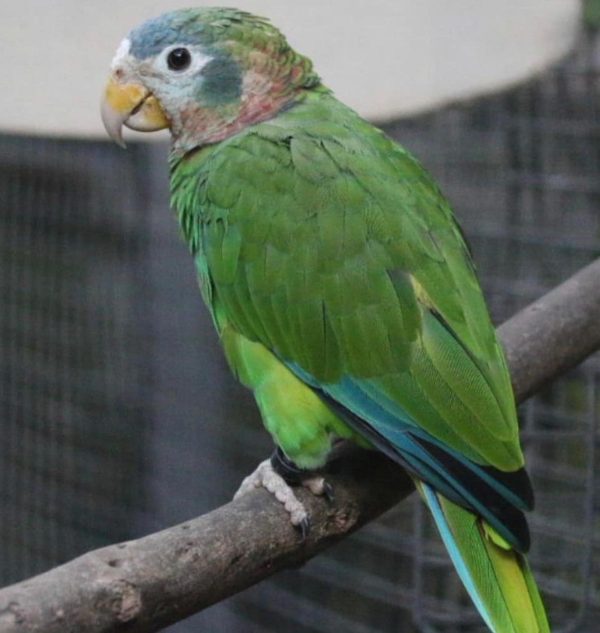 Marshall – Yellow billed amazon