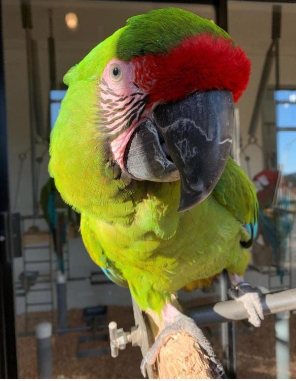Morty – Great green macaws - Image 3