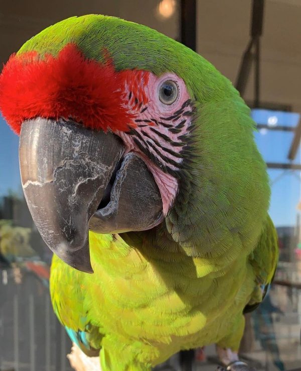 Morty – Great green macaws - Image 2