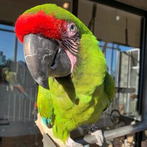 morty-great-green-macaws