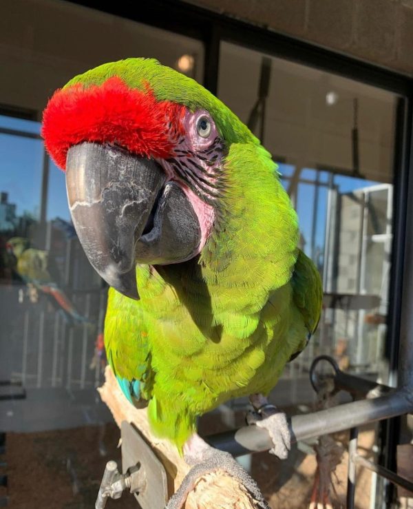 Morty – Great green macaws