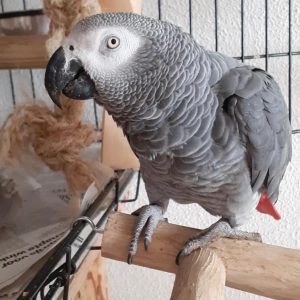 lewis-african-grey