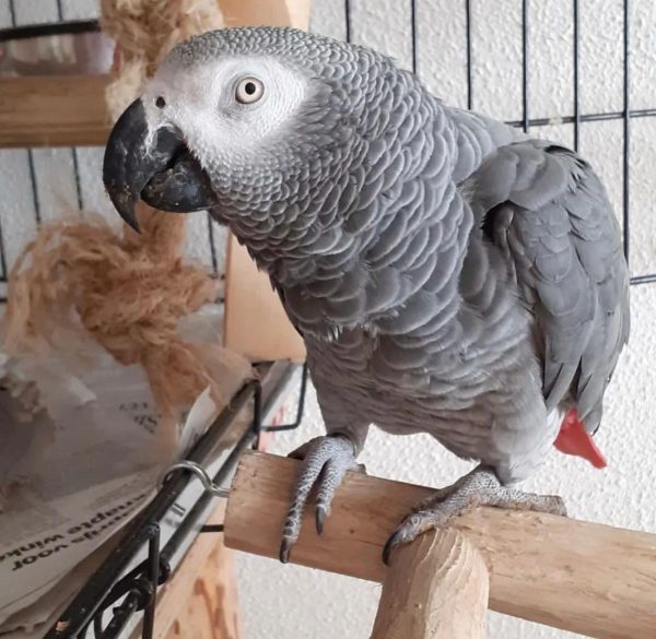 Lewis – African Grey