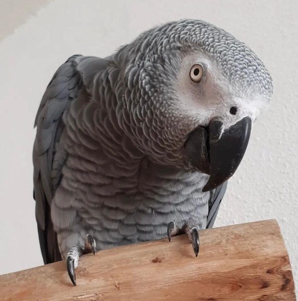 Lewis – African Grey - Image 2
