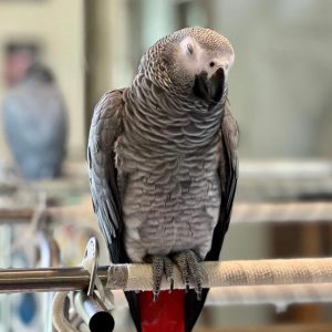 jenny-african-grey-parrots