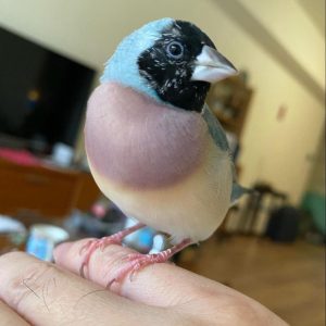 gouldian-finch-for-sale