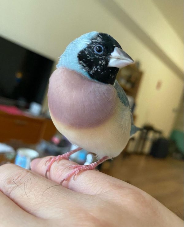 GOULDIAN FINCH FOR SALE