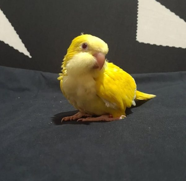 Angel – Baby Yellow Quaker Parrot - Image 4