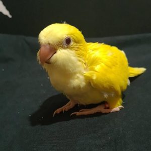 angel-baby-yellow-quaker-parrot