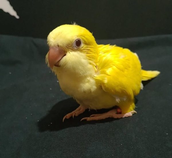 Angel – Baby Yellow Quaker Parrot